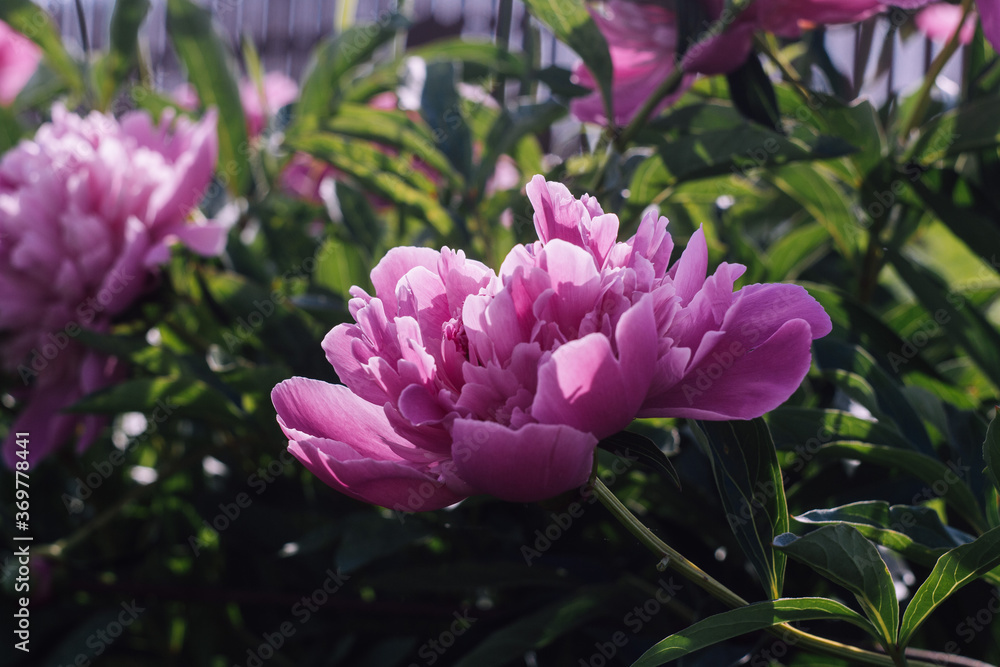 pink peonies in the garden pink peonies in the garden
