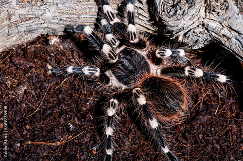 tarantula acanthoscurria geniculata in natural environment