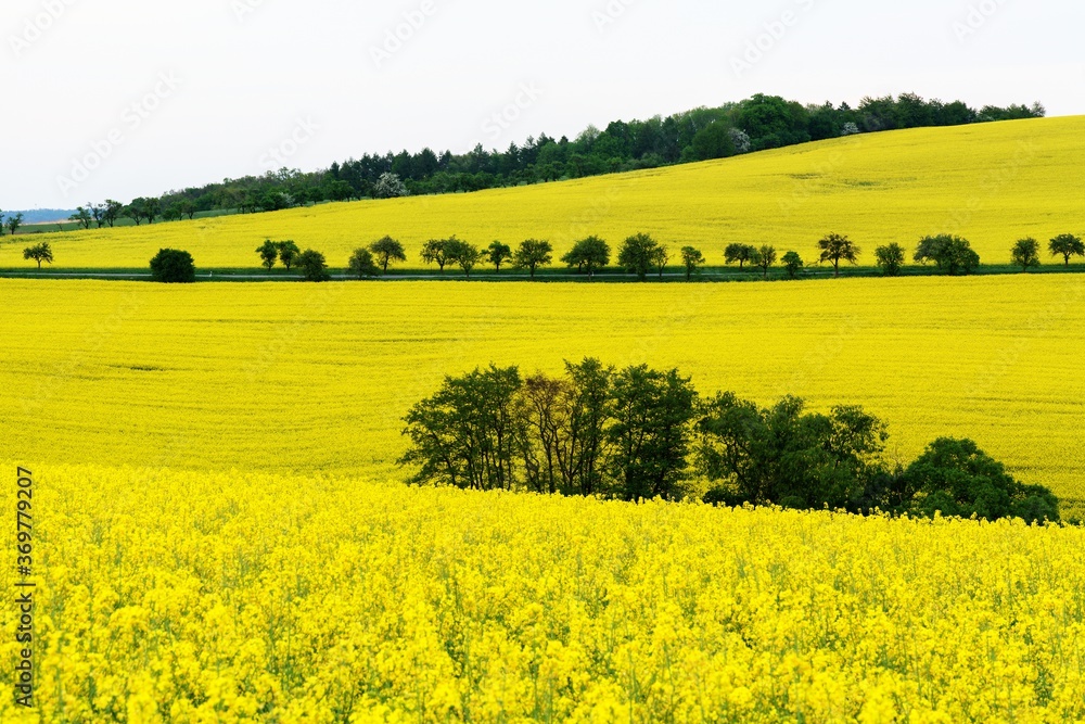 Rapeseed fields. East Moravia. Czechia. Europe.