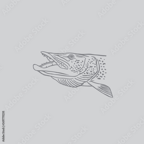 pike fish