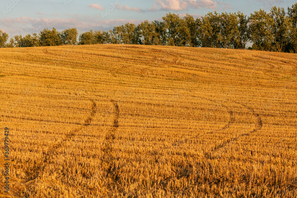 Wheat field after harvest. Stripes in the field, paths of straw stalks. Hot August evening.
