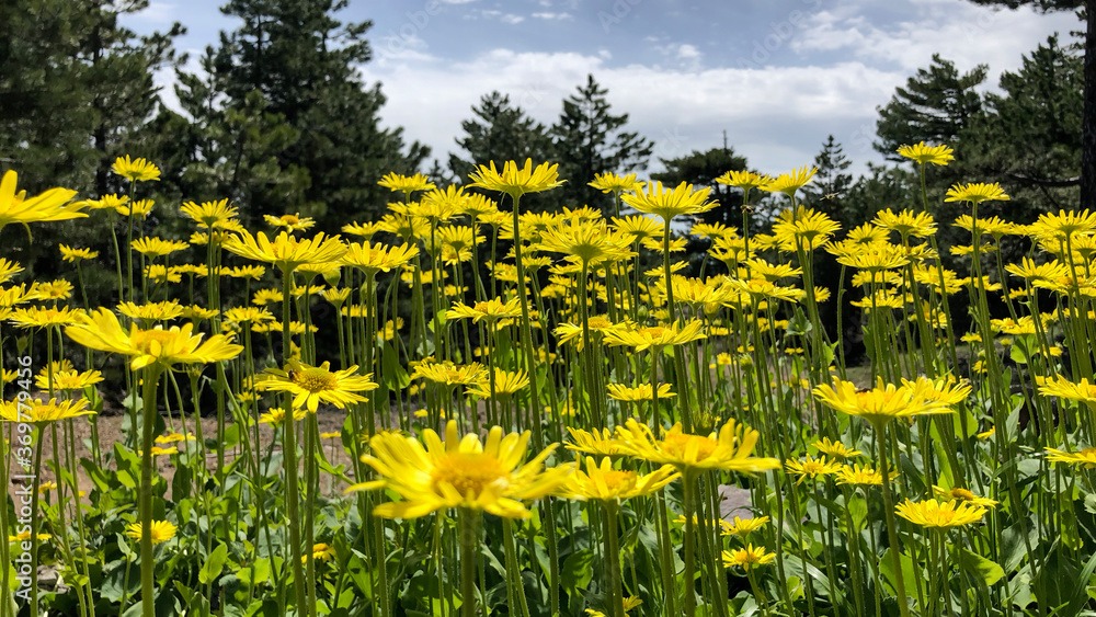 Obraz premium yellow tiger eye from endemic species flowers in nature