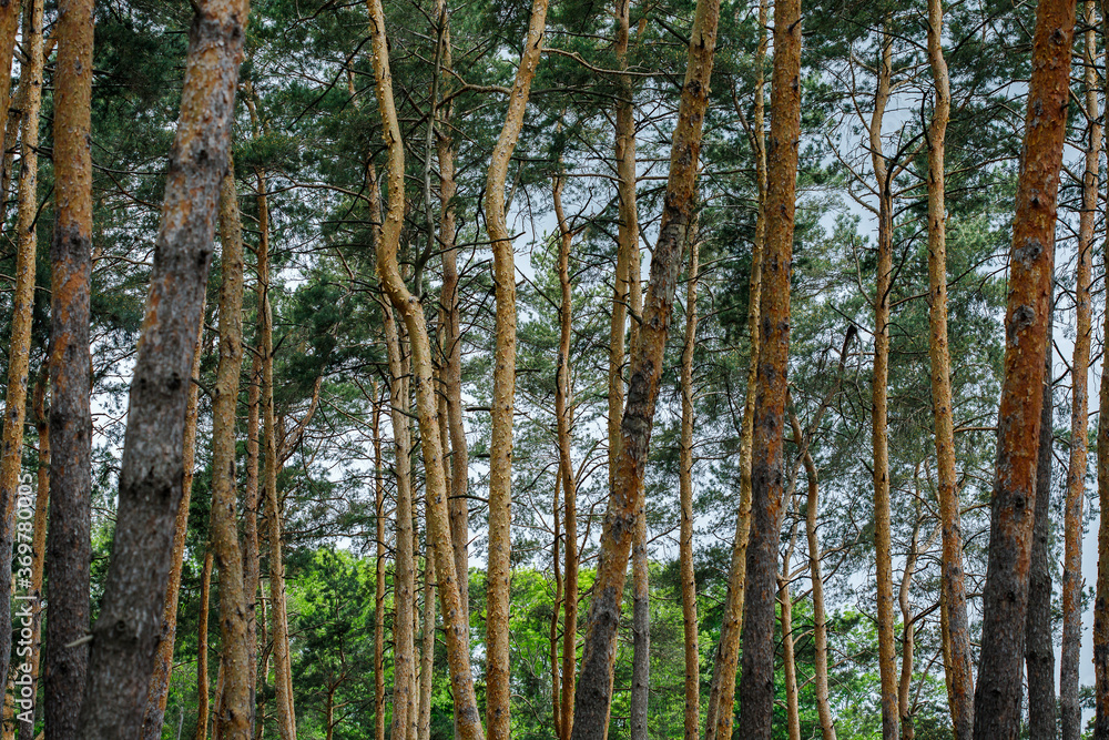 Fototapeta premium spruce forest, pinery, pine forest, Pine Tree, Fairy Forest, untouched spruce forest