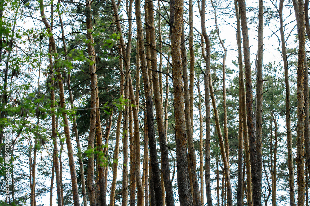 spruce forest, pinery, pine forest, Pine Tree, Fairy Forest, untouched spruce forest spruce forest, pinery, pine forest, Pine Tree, Fairy Forest, untouched spruce forest