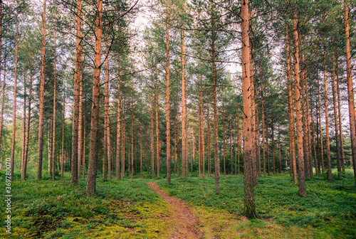 Finnish Forest in Summer