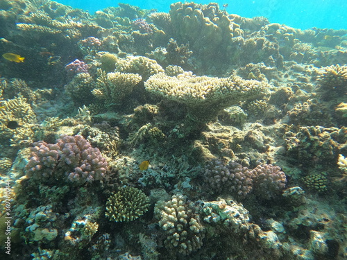 Fototapeta Naklejka Na Ścianę i Meble -  Reef with lots of colorful corals and lots of fish in clear blue water in the Red Sea near Hurgharda, Egypt