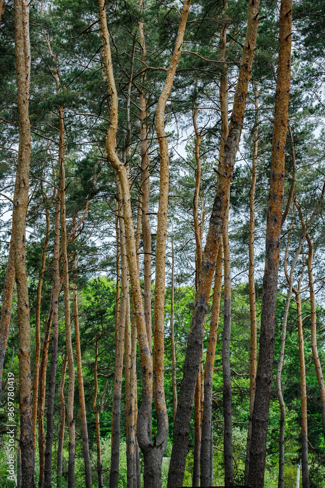 spruce forest, pinery, pine forest, Pine Tree, Fairy Forest, untouched spruce forest spruce forest, pinery, pine forest, Pine Tree, Fairy Forest, untouched spruce forest