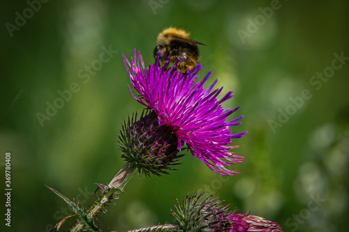 a bumblebee on a flower collects pollen © Владимир Крышковец