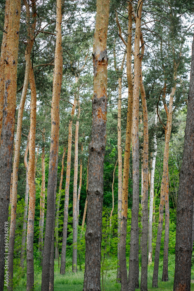 Obraz premium spruce forest, pinery, pine forest, Pine Tree, Fairy Forest, untouched spruce forest