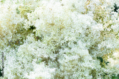 Fototapeta Naklejka Na Ścianę i Meble -  Close-up of creamy white meadowsweet in nature. Aromatic white flower with sweet taste and flavour. Powerful natural healer in folk medicine.