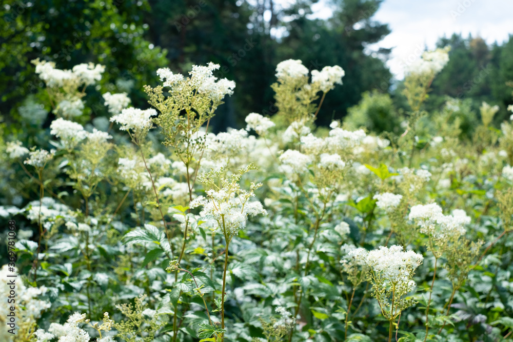 Close-up of creamy white meadowsweet in nature. Aromatic white flower with sweet taste and flavour. Powerful natural healer in folk medicine. Close-up of creamy white meadowsweet in nature. Aromatic white flower with sweet taste and flavour. Powerful natural healer in folk medicine.