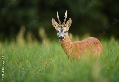 Fotografie, Obraz Roe deer buck( Capreolus capreolus )