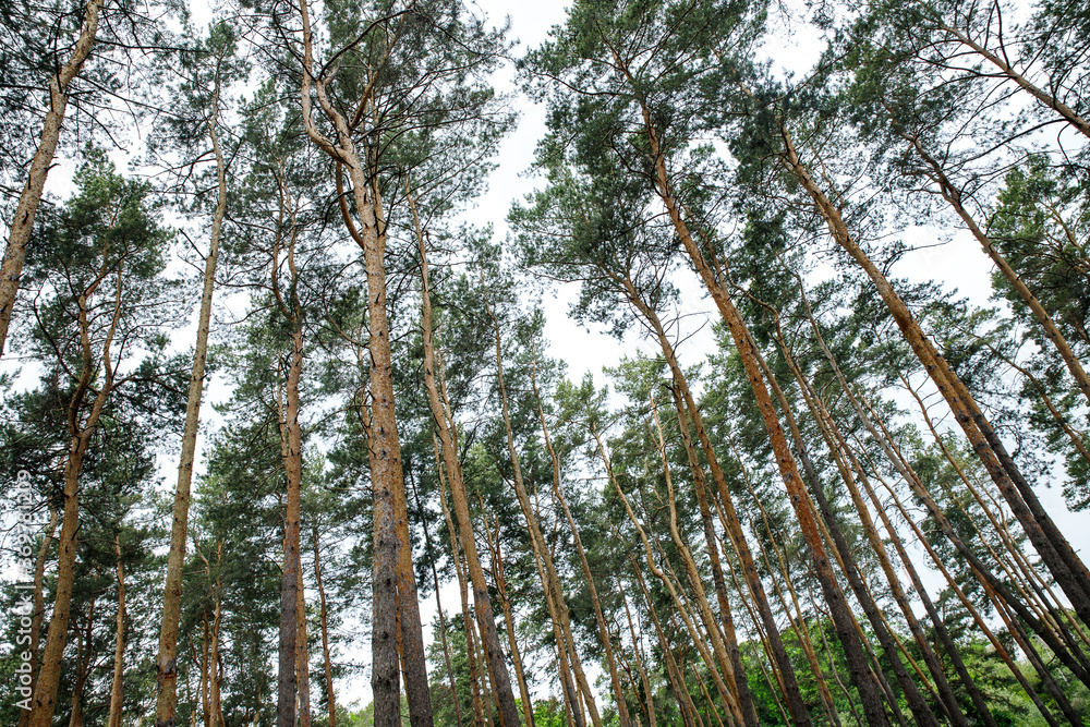 spruce forest, pinery, pine forest, Pine Tree, Fairy Forest, untouched spruce forest spruce forest, pinery, pine forest, Pine Tree, Fairy Forest, untouched spruce forest