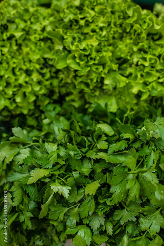 Wallpaper Mural Close-up of bright fresh bunches of parsley and lettuce. Green background. Torontodigital.ca