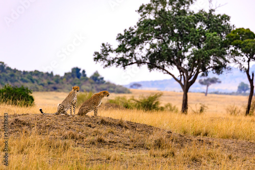 Masai Mara  Geparde in der Serengeti