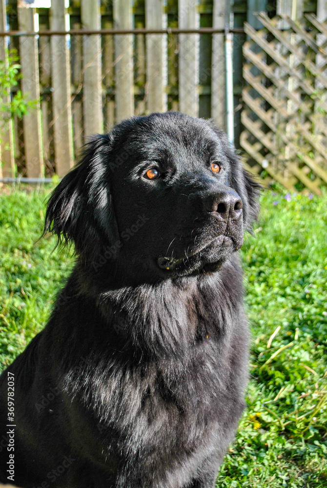 Pepper the Newfoundland Dog
Insta:Pepper.the.Newfie Pepper the Newfoundland Dog
Insta:Pepper.the.Newfie