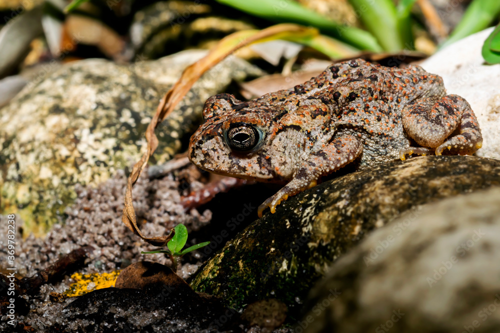 Fototapeta premium Macro photo of a Southern Toad (Anaxyrus terrestris). This toad can be found on the coastal plain of the southeastern United States. This photo was taken in Clearwater, FL.