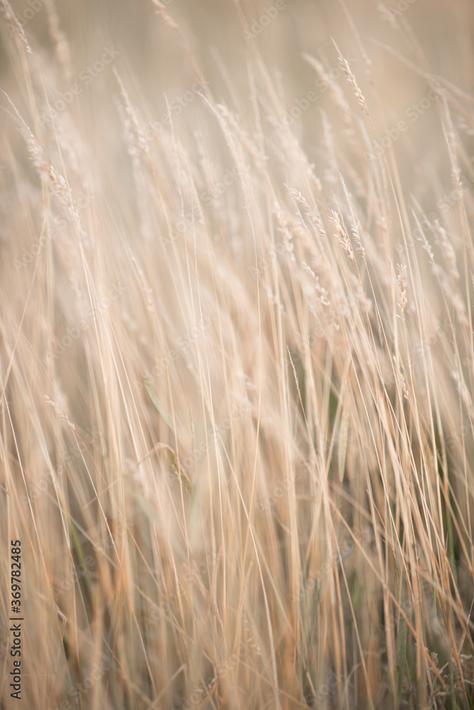 Fototapeta premium A close up of some grass