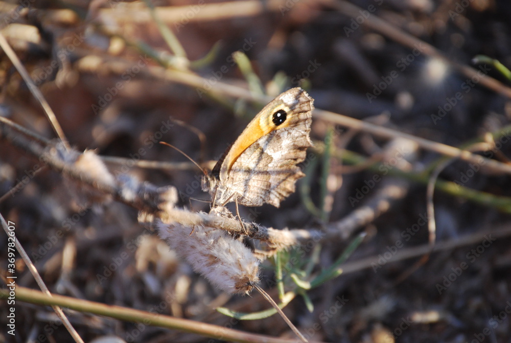 Black Orange and Grey Butterfly