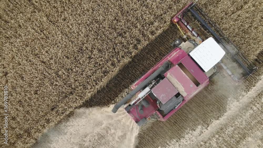Aerial view combine harvester gathers the wheat crop. Wheat harvesting shears. Combines in the field food industry concept. Aerial view combine harvester gathers the wheat crop. Wheat harvesting shears. Combines in the field food industry concept.