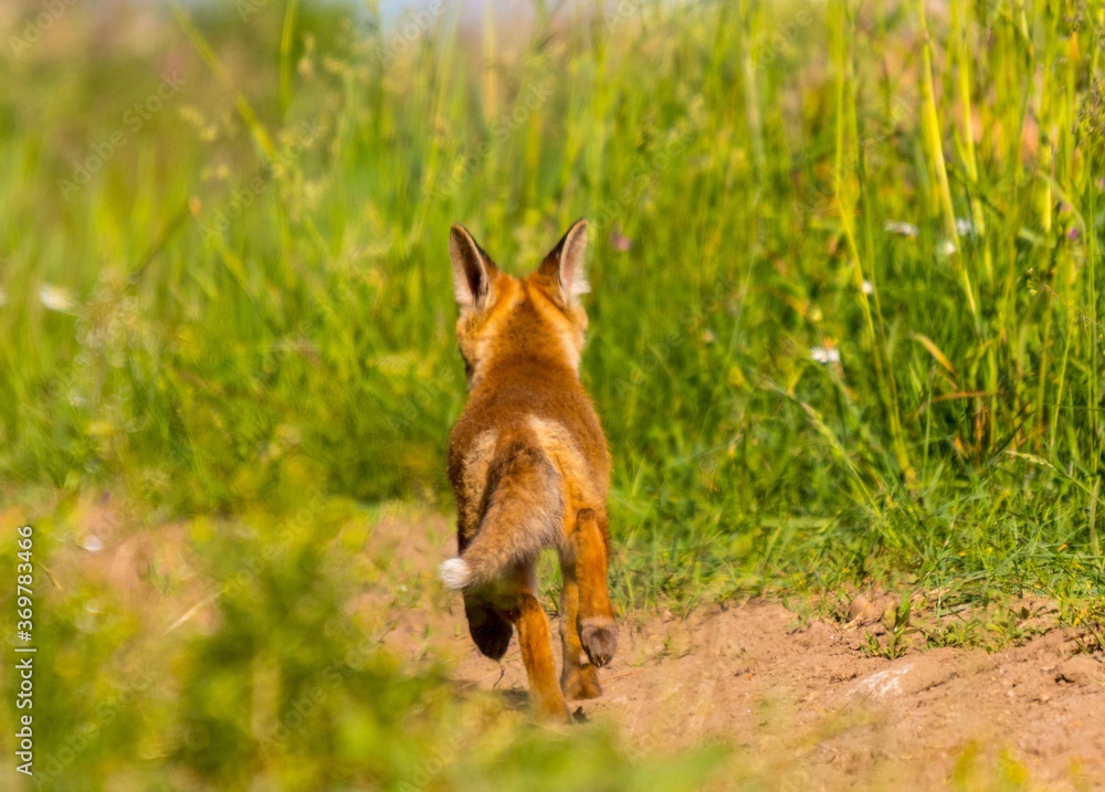 Fototapeta premium Lis