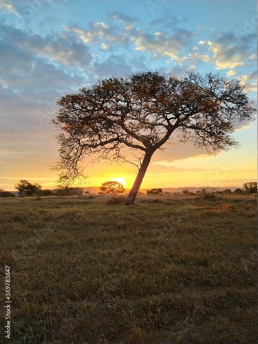 Copaíba tree in the sunset photo