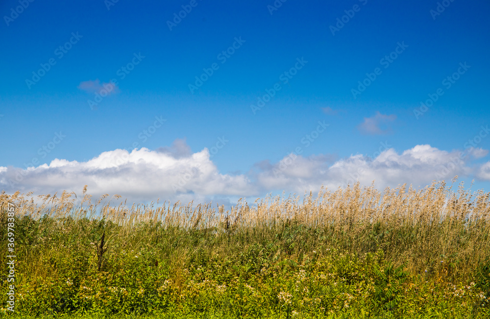 Obraz premium grass and sky