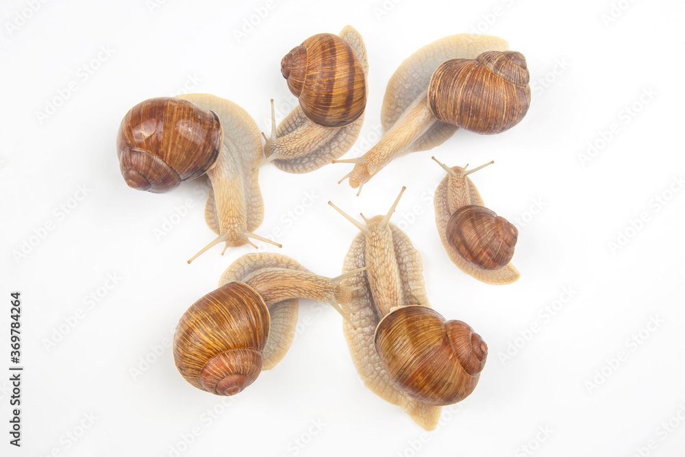 Helix pomatia. grape snail on a white background. mollusc and invertebrate. gourmet protein meat food. communication of the individual in society Helix pomatia. grape snail on a white background. mollusc and invertebrate. gourmet protein meat food. communication of the individual in society