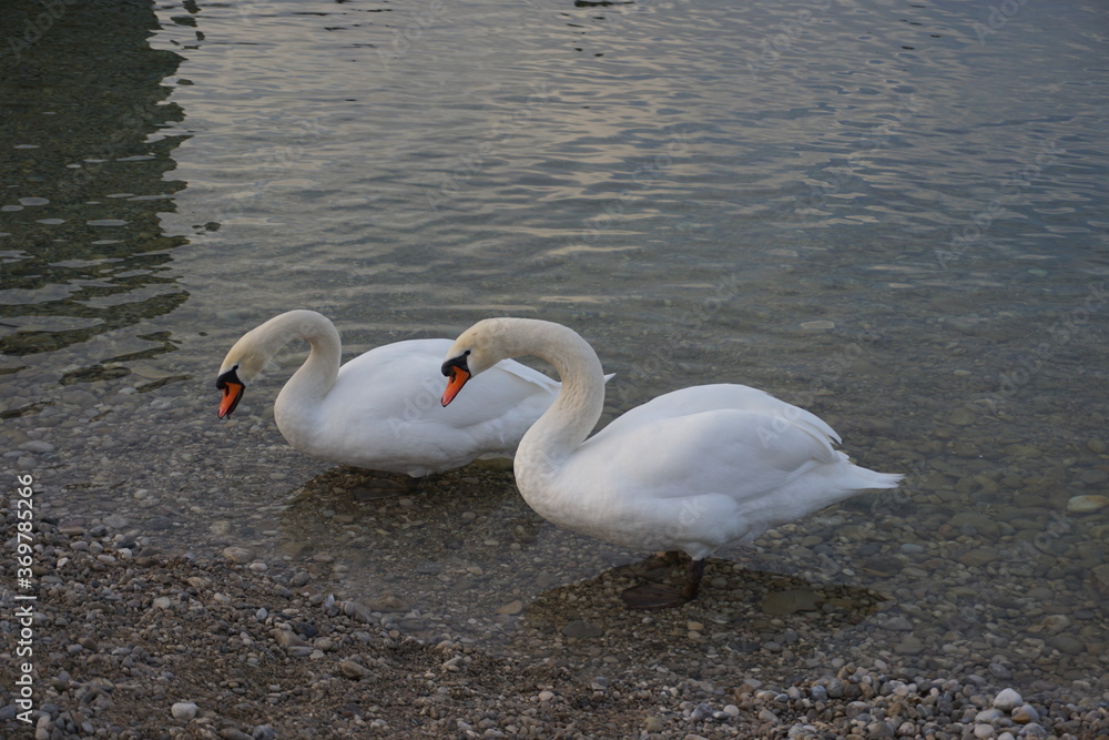 Fototapeta premium Schwäne in der Isar