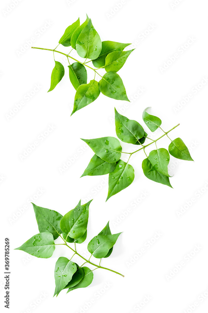 Lauout of green leaves - nature background. Top view Lauout of green leaves - nature background. Top view