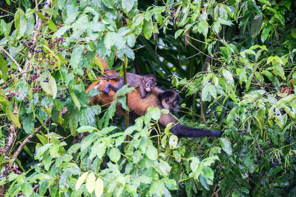 Female spider monkey with baby on the back in the tree tops in the rainforest, Costa Rica