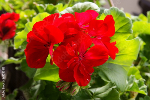 pink,red or purple flowers of geranium potted plant