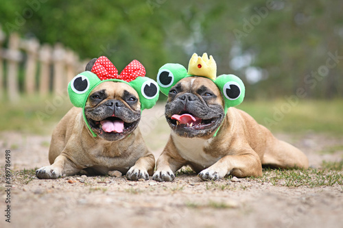 Canvas Print Pair of French Bulldog dogs wearing funny matching frog costume headbands with r