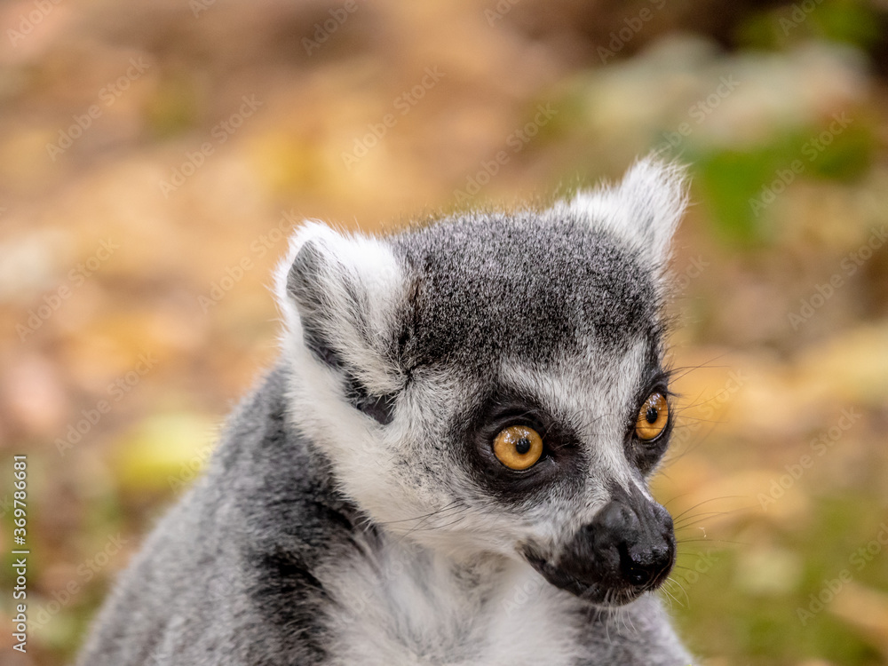 Portrait of a ring-tailed lemur Portrait of a ring-tailed lemur