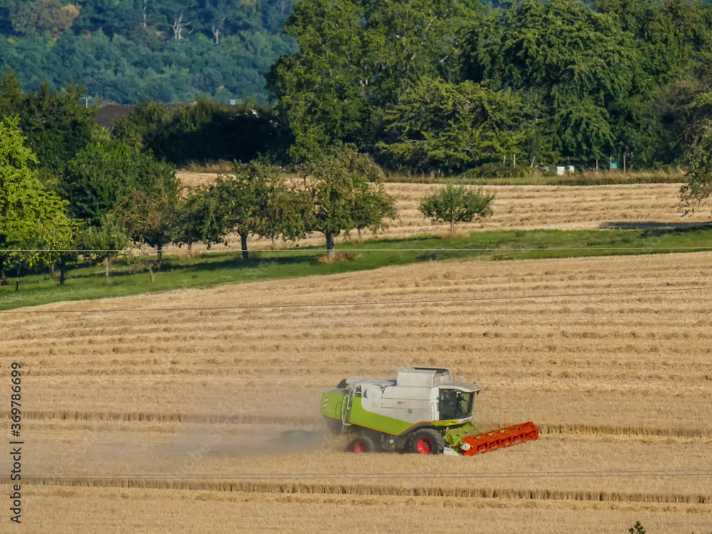 Fototapeta premium Mähdrescher bei der Ernte