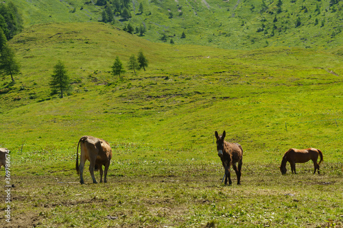 Mountain landscape along the road to Crocedomini pass. Horses and donkeys