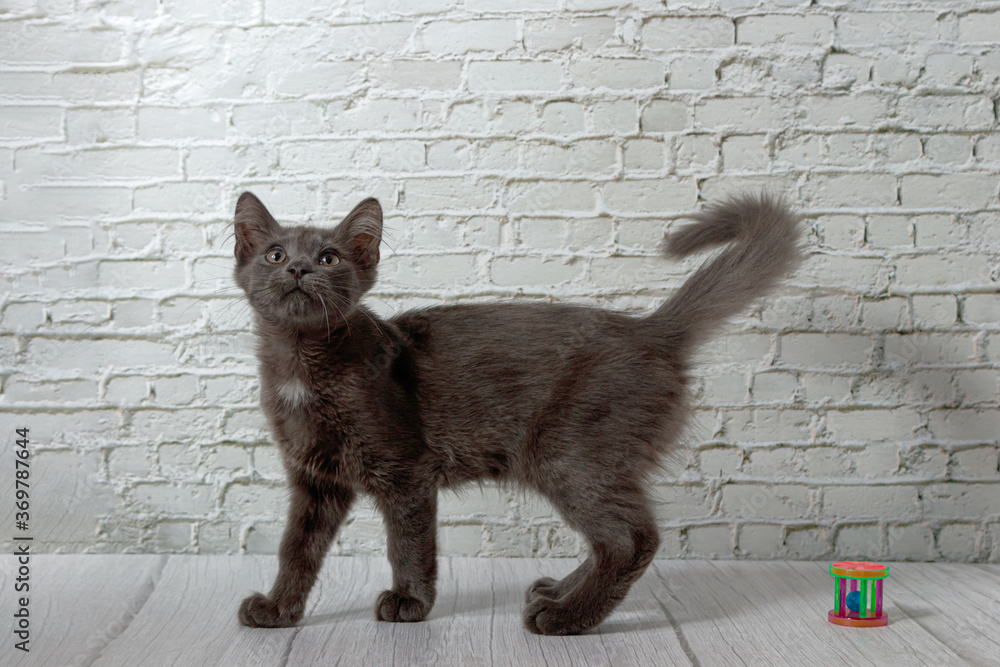 Fototapeta premium Beautiful gray cat on a brick wall background