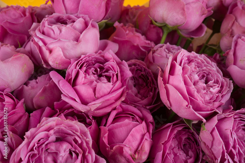 Purple roses bouquet on yellow background