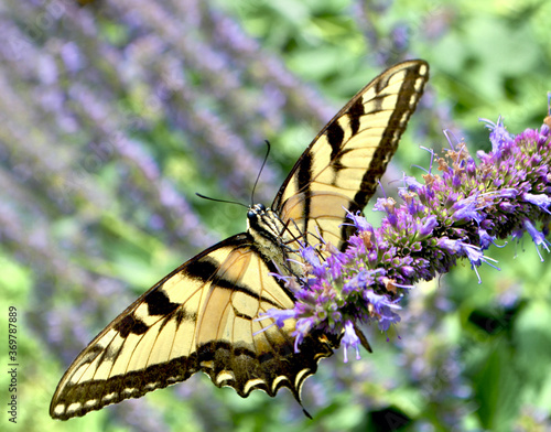 A unique view of an Eastern Tiger Swallowtail butterfly (Papilio glaucus) revealing its underside as it feeds on an Anise Hyssop (Agastache foeniculum) flower spike. Closeup. Copyspace. © maria t hoffman