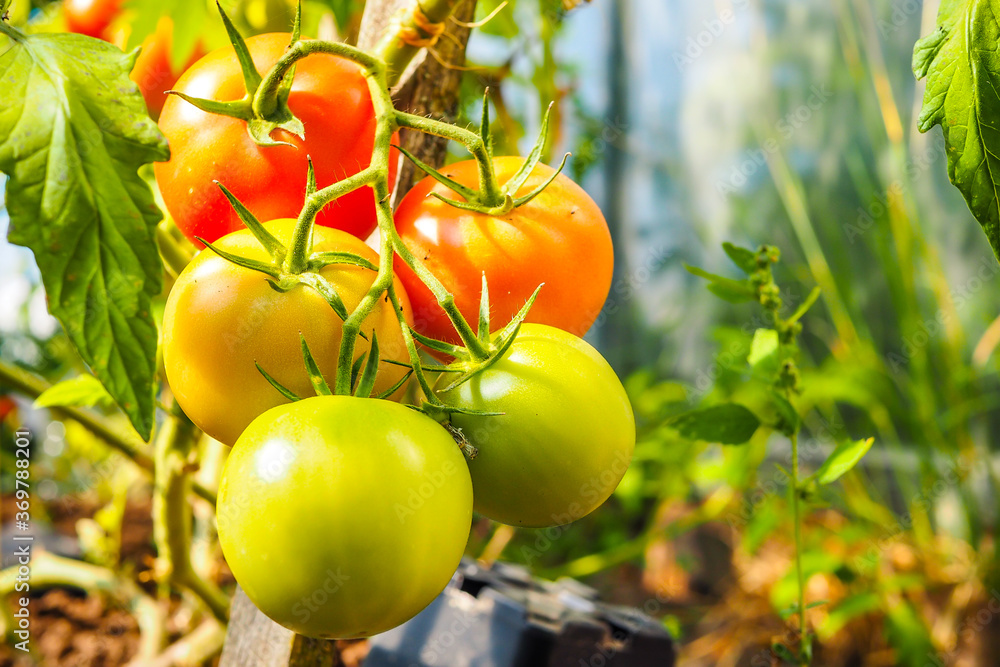 Green tomatoes growing riping in greenhouse, selective focus