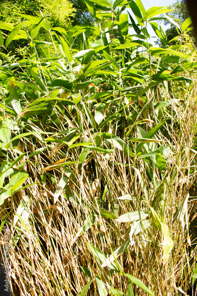Obraz premium View of fishpole bamboos, also called golden bamboo, scientific name Phyllostachys aurea