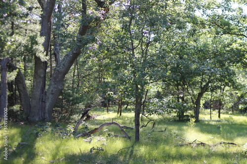 forest in michigan