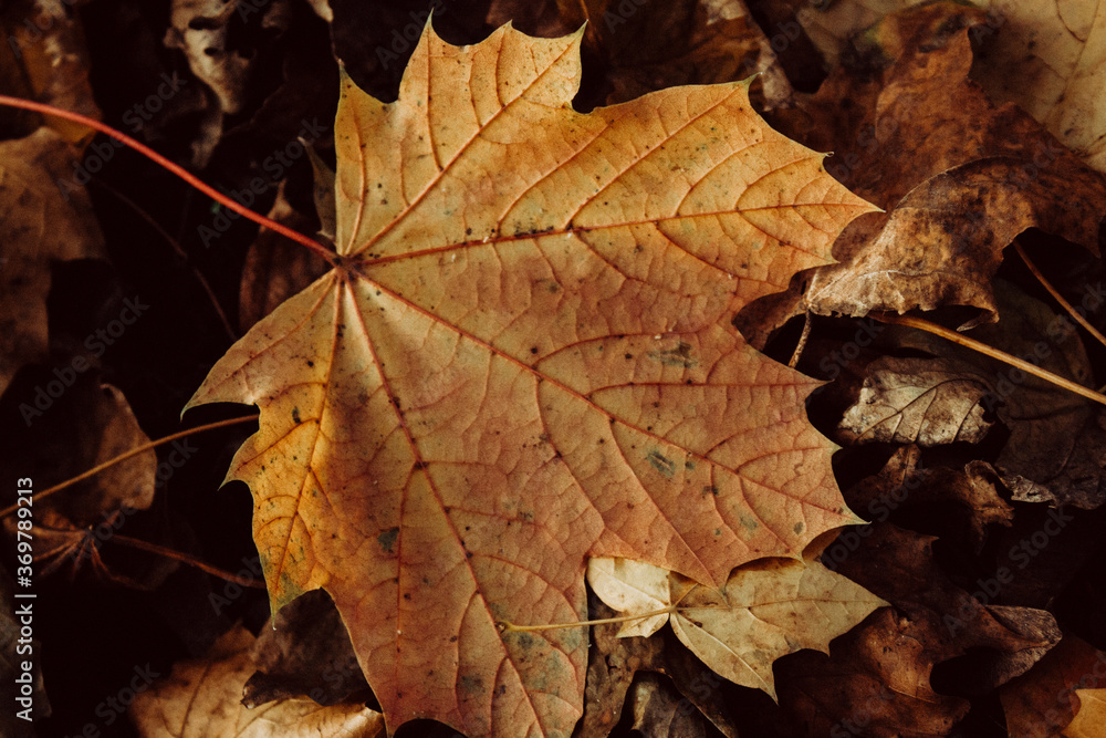 Autumn Leaves Autumn Leaves
