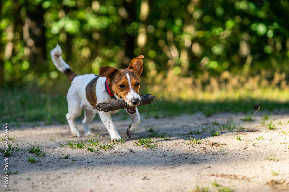 dog Happy active jack russel pet puppy running in the grass in summer, web banner with copy space forest dog Happy active jack russel pet puppy running in the grass in summer, web banner with copy space forest