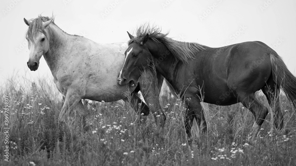 Obraz premium Wild Horses Running B&W