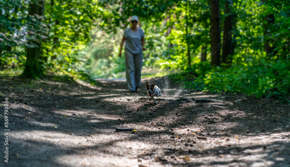 dog Happy active jack russel pet puppy running in the grass in summer, web banner with copy space forest dog Happy active jack russel pet puppy running in the grass in summer, web banner with copy space forest