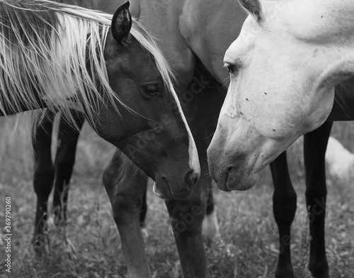 Wild Horses Kissing Black & White