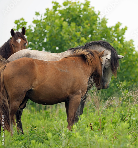 Wild Horses in KY kissing