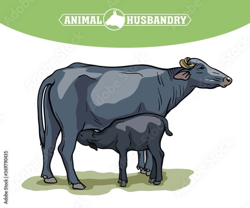 breeding cow. animal husbandry. livestock illustration on a white