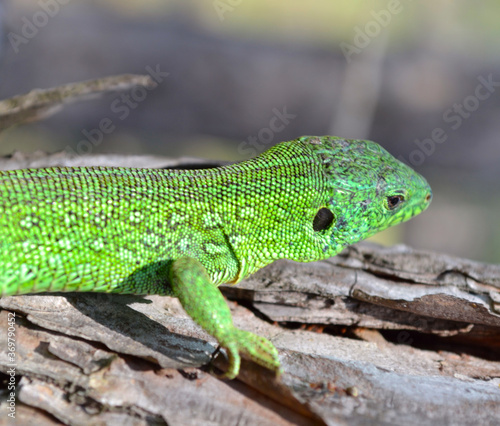 Green lizard on a tree in the forest © Valeriia